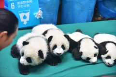 重庆动物园三只大熊猫名字未定 请市民为其起名