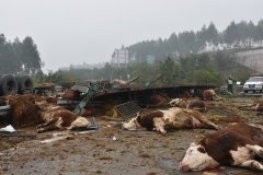 重庆丰都一辆挂车侧翻至高速匝道 2人受伤48头牛被摔翻在地