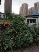 微电园地铁站小树倒地无人管，原来1/5新栽种的树木支撑杆被偷了