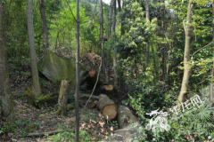 万州“百年香樟树被故意砍倒”案告破，该香樟树价值9900元人民币