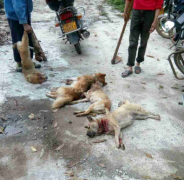 重庆永川一大娘遭野狗咬伤 附近所有野狗被猎杀