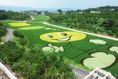 美cry！重庆忠县现巨型彩色水稻“笑脸表情包”
