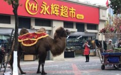 重庆街头现骆驼和孔雀游街 引市民纷纷前来合影