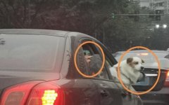 让狗坐副驾驶很拉风？狗狗探出半个身子趴在车窗上晃来晃去