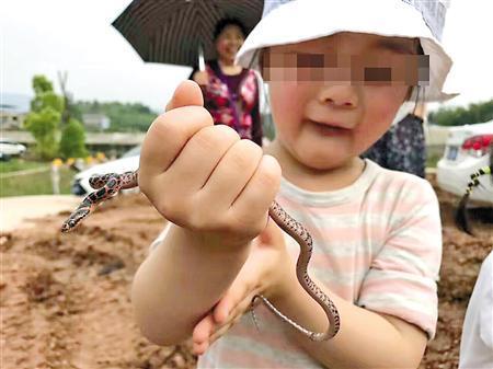 重庆“虎爸”捉毒蛇让4岁女儿把玩