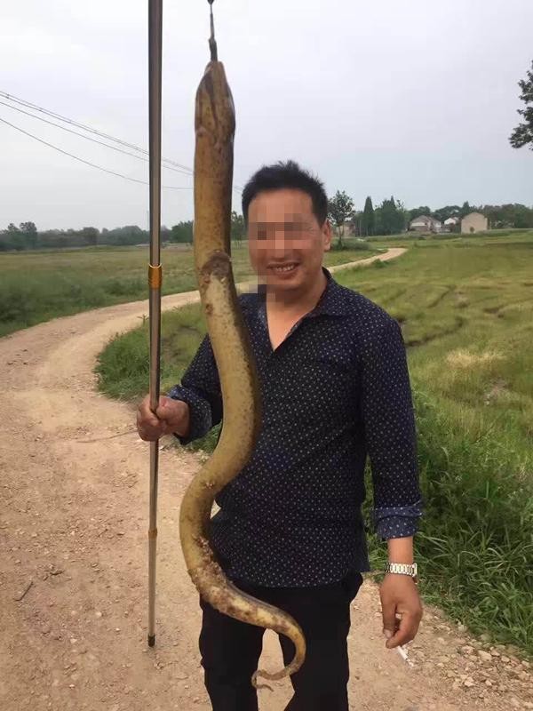 重庆一男子捕到一条一米多长黄鳝