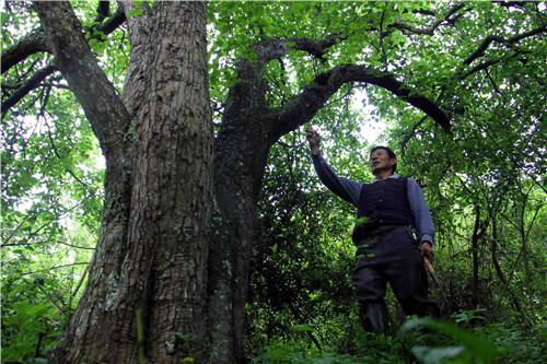 重庆现百年梨树王 一年最多能摘2500公斤梨