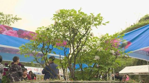 垫江牡丹花王人气高 已有百岁花开数十朵
