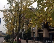 12月上旬重庆气温较常年偏高 周日最高18℃