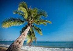 春节机票该订了 除夕前三天重庆至三亚已升到1430元