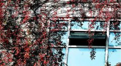 库区一法庭外墙披上红叶彩装