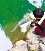 男子钓鱼发现不明物体 靠近一看竟是娃娃鱼