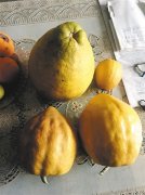 78岁老大爷在自家屋顶种出热带果园 这个柠檬敢与柚子媲美