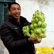 涪陵出了一个“巨无霸” 4.3公斤重的青菜头见过吗？