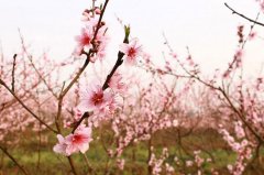 送上重庆春季赏花指引 待春暖花开一起踏青赏花去