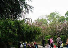 重庆未来三天先雨后晴 出门踏青赏花挑好时间