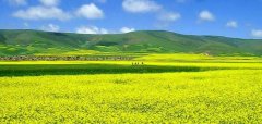 2017重庆油菜花观赏地图出炉 除了潼南，其它地方你未必知道