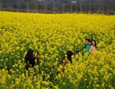 广阳岛：千亩油菜花盛放，数万市民登岛赏花