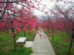 巴南的红枫因“倒春寒”晚了10天展叶