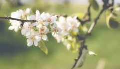 周末去哪 重庆各区县4月赏花路线