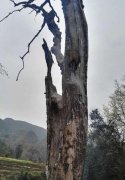 重庆秀山一千年古树“神秘”自燃