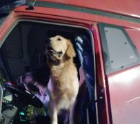怕宠物在家太“孤独” 主人带着跑高速
