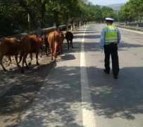 黄牛组团上公路狂奔