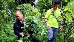只因觉得花好看 重庆一村民竟在自家地里种罂粟