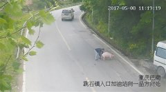 “小猪快跑”上演现实版 结局谁也没猜到