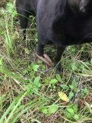 重庆登山族注意了 山林间野猪夹出没