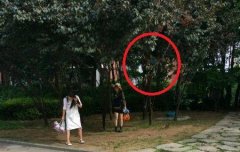 路边李树结果了家长让小孩爬到树上使劲摇 重庆网友：影响不好