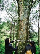 重庆开州发现“红豆树王” 树龄超500年
