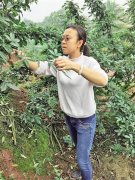 美女辞职回乡种花椒  年入50万