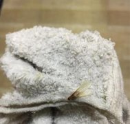 涨水蛾夜袭家中 挑战密集恐惧症