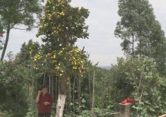稀奇！仙人掌长成仙人树