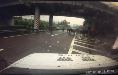 10几头牛蹿上内环高速应急道  民警及时排险
