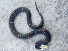 重庆一村庄来了条“奇蛇” 高冷酷炫无人识