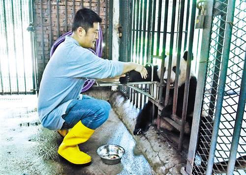 重庆有个熊猫“奶爸” 凭叫声就知熊猫喜怒哀乐