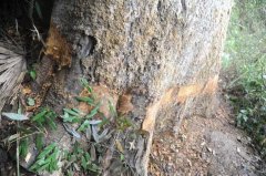 黑心商贩给古树倒毒