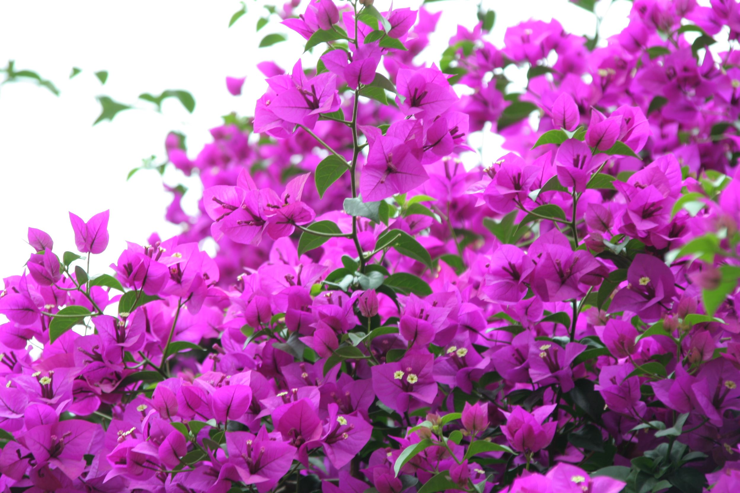 重庆璧山的三角梅表示三生三世不想与你错过