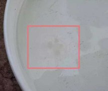 重庆一男子疑似发现“桃花水母”