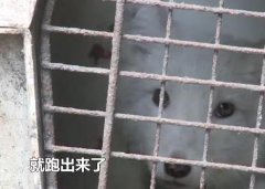 重庆主城一小区惊现白狐