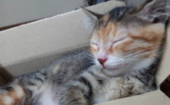 重庆一烤鱼店的猫被抱走后不愿回家