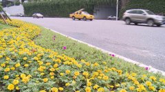 20万盆“新”花怒放 华丽“上岗”妆点山城