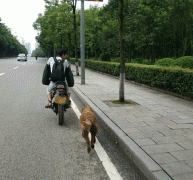 男子嫌爱犬太肥  骑摩托带它减肥