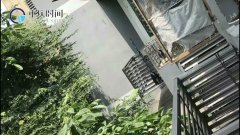邻居家的鸽子到处拉屎  住户不敢开窗：臭
