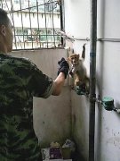 重庆一居民家里跑进猴子