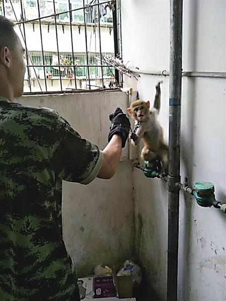 “大师兄”也迷路？ 居民家里跑进一只猴子