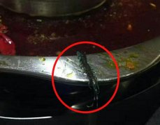 男子吃火锅吃出一条长蜈蚣  店主：天气热了你们懂的