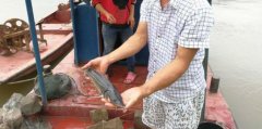 重庆渔民同一水域两次捕到中华鲟